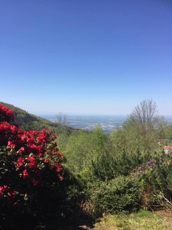 ザスバッハヴァルデンView From The Rockアパートメント エクステリア 写真